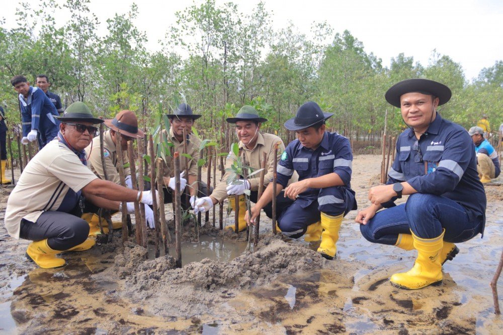 Kolaborasi dengan Masyarakat Desa Gemuruh, PT Timah Tbk Tanam Ribuan Mangrove di Pantai Batu Kucing 