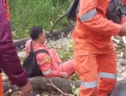 Pengendara di Karimun Tertimpa Pohon Tumbang