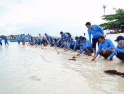 Dorong Ekosistem Laut, PT Timah Tbk Bersama AAI Sumbagsel Lepasliar Tukik Sisik di Pulau Kelayang