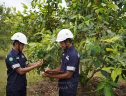 PT TIMAH Tbk Konsisten Laksanakan Reklamasi, Satu Dekade Sudah Tanam 1,4 Juta Pohon di Provinsi Kepulauan Bangka Belitung