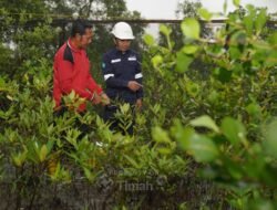 PT TIMAH Tbk Konsisten Dorong Pelestarian Lingkungan Melalui Program Seribu Pohon untuk Negeri
