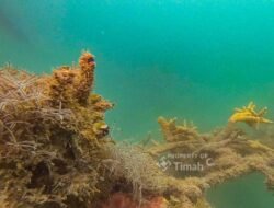 PT TIMAH Tbk Lepas 45 Unit Coral Garden di 2025, Dukung Ekosistem Laut dan Pariwisata Bahari