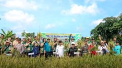 Bupati Karimun Panen Perdana Padi Gogo Cakrabuana di Desa Pangke