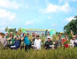 Bupati Karimun Panen Perdana Padi Gogo Cakrabuana di Desa Pangke