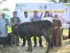 Daging Kurban Lanal TBK Didistribusikan Untuk Untuk Keluarga Prajurit dan Warga Sekitar