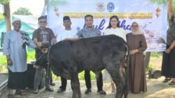 Daging Kurban Lanal TBK Didistribusikan Untuk Untuk Keluarga Prajurit dan Warga Sekitar
