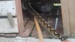 Ayam Peliharaan Warga di Dalam Kandang, Habis Dimangsa Ular