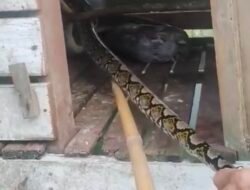 Ayam Peliharaan Warga di Dalam Kandang, Habis Dimangsa Ular